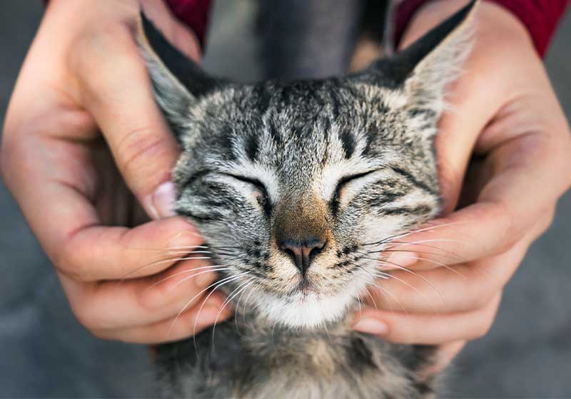 Katzenverhaltenstherapie